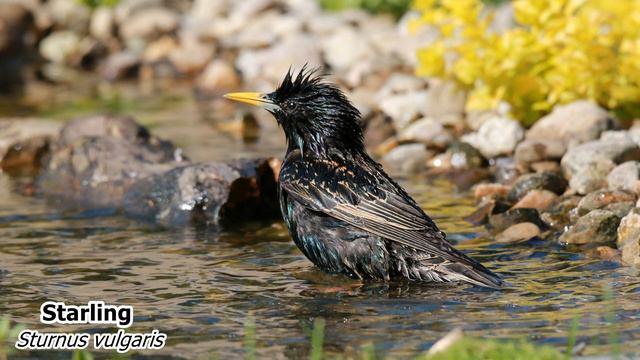 Starling (Sturnus vulgaris). Singing birds 4K Ultra HD