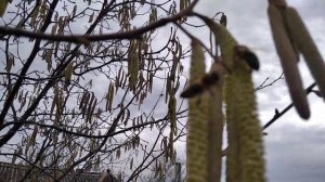 Особенности пчеловодства в Крыму