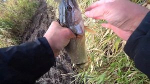 Идеальный платный водоем для ловли щуки