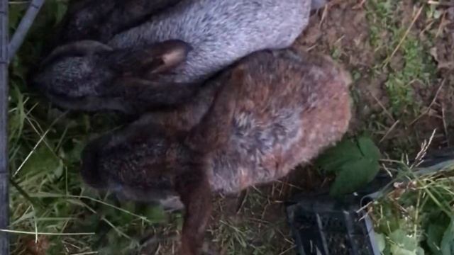 Кролики на свободном выгуле. Содержание и размножение кроликов. Мои кролики. Дачная Жизнь ТВ. смотреть онлайн