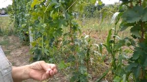 @Виноград 2019  Виноград Сенатор  Отзыв о хорошем винограде