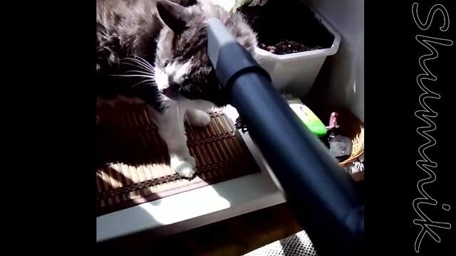 Кто сказал, что коты боятся пылесоса! смотреть онлайн