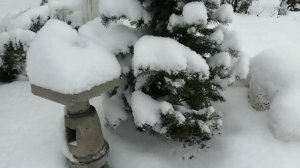 Мой ЮЖНЫЙ сад зимой