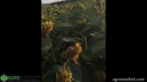 ЭПСИЛОН гибрид подсолнечника под экспресс. 2018 год Белгородская область ОБЗОР посева