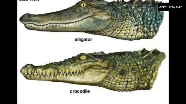Difference Between Alligator And Crocodile | Alligator VS Crocodile смотреть онлайн