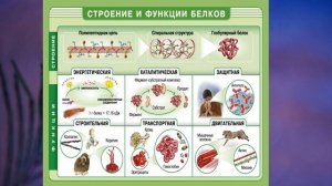 §6 "Химический состав клетки", Биология 5 класс, Сивоглазов, Плешаков.mp4