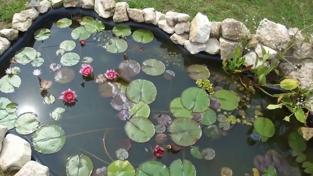 Красная кувшинка - это водная лилия или нимфея, она очень красиво цветёт в пруду на даче! смотреть онлайн