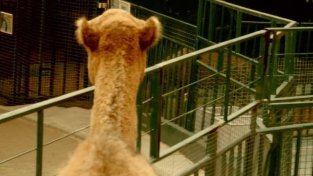 Верблюд в зоопарке | camel in the zoo смотреть онлайн