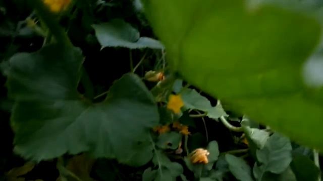 Кабачек и тыква в огороде смотреть онлайн
