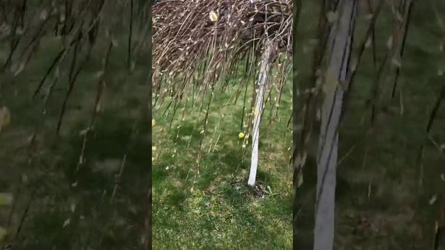 Ива козья Пендула в апреле #садсвоимируками #garden #ива