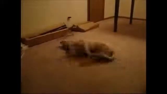 Собака охотится во сне Прикол! смотреть онлайн