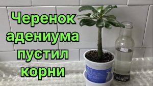 Как посадить укорененный черенок адениума? Получится ли с него осьминог? 15 марта 2024 г.