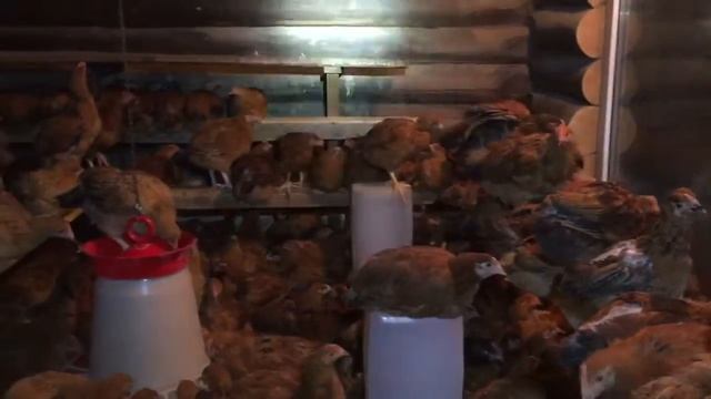 Цыплята Кучинские 3 смотреть онлайн