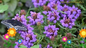 Прунелла крупноцветковая. Краткий обзор, описание prunella grandiflora Bella Violet Blue