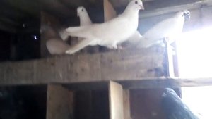 Для любителей бакинской птицы !!!