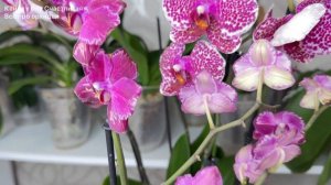 БЕЗОПАСНО пополнить коллекцию новыми орхидеями Защита от ВРЕДИТЕЛЕЙ орхидей и БОЛЕЗНЕЙ орхидей