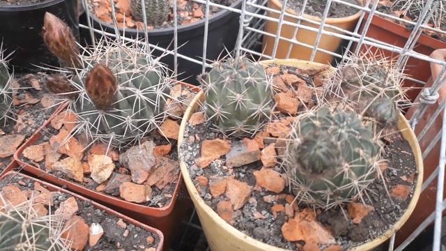 Ещё один летний день. Кактусы и убийца цветов. смотреть онлайн