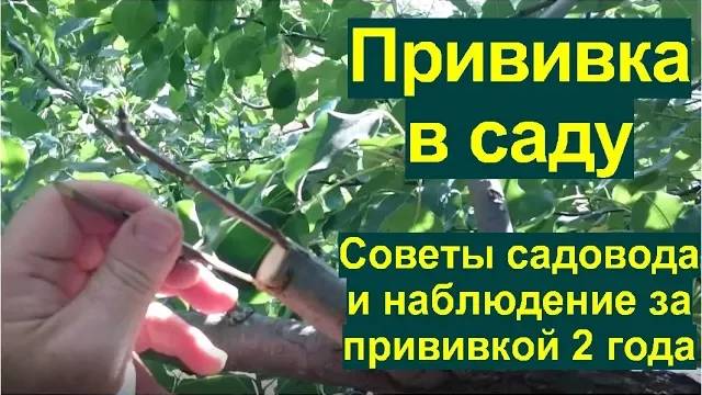 Как привить яблоню в саду. Советы старого садовода