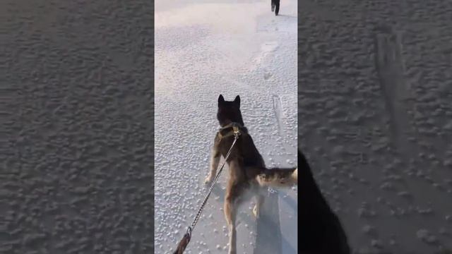 Хаски на льду, Прогулка. Часть 2 смотреть онлайн