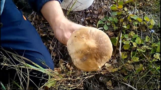 Типа грибы. Подберезовики, подосиновики.09.09.2017. Воронеж