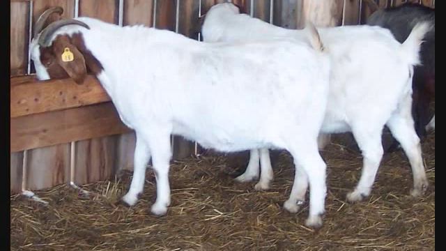 Mairzy Doats (Mares Eat Oats) смотреть онлайн