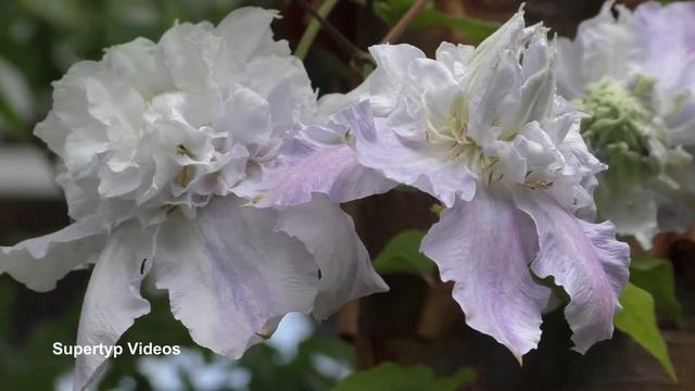 Clematis - die Waldrebe смотреть онлайн