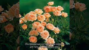 Роза Свит