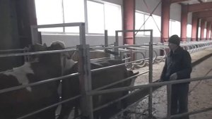 Qoramollarni SIMMENTAL zoti haqida to'liq ma'lumot!