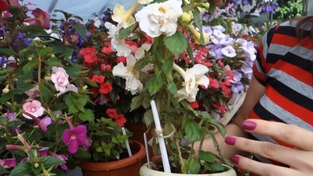 Мои любимые ахименесы: секреты выращивания и сортовое многообразие