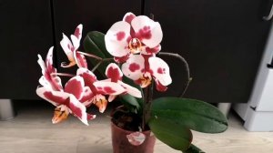 Орхидея Phalaenopsis Polka Dots