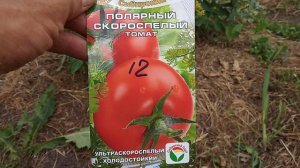 Томат -Полярный скороспелый