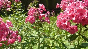 Phlox paniculata ´Ferris Wheel´