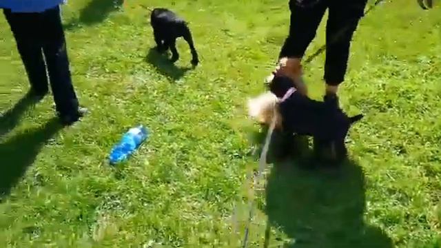 Питомник кане корсо Ля Миа Фортуна. Социализация щенков. La Mia Fortuna kennel. Cane Corso.