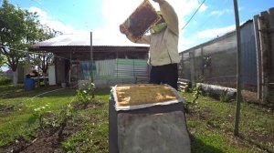 Проверяем улики с пчелами (июнь 2022 года) - часть 4. Сельский блог "В гостях у Владимира"