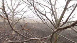 Ореховый сад из сеянцев. Интенсивная ореховая посадка.