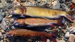 Река Мая (Удская) слайд-шоу.mp4