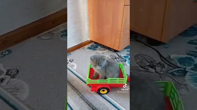 По полям по полям састный трактор едит к нам смотреть онлайн