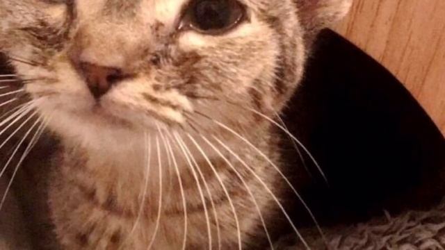 Эта подобранная с улицы кошечка больше никогда не сможет расти смотреть онлайн