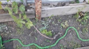 Выращивание винограда на урале .Мой виноград 2018 год