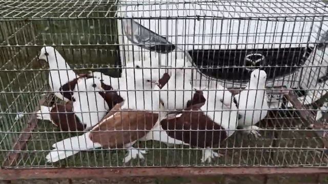 ГОЛУБИ.🕊🕊🕊 ВЫСТАВКА - ЯРМАРКА ГОЛУБЕЙ, ДЕКОРАТИВНЫХ ПТИЦ И ЖИВОТНЫХ В ЛЕНИНГРАДСКОЙ 11.04.21 Часть смотреть онлайн