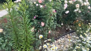 О жимолости Серотина, розах и садовом освещении.