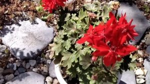 #103.Алая звезда Vic Caws-пик цветения!