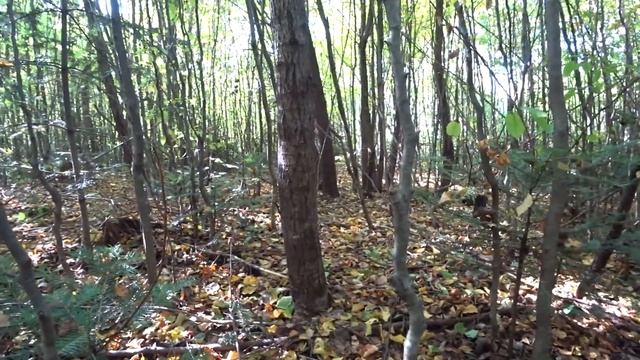 КАКИЕ ГРИБЫ НАМ ПОДАРИТ ЛЕС СЕГОДНЯ? НОВОСТИ из ЛЕСА! смотреть онлайн