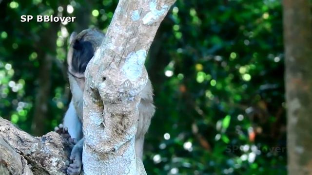 Charles Big Now - SP BBlover - He Has Funny With Big Brother Sister смотреть онлайн