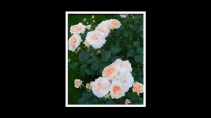 Bredon Rose