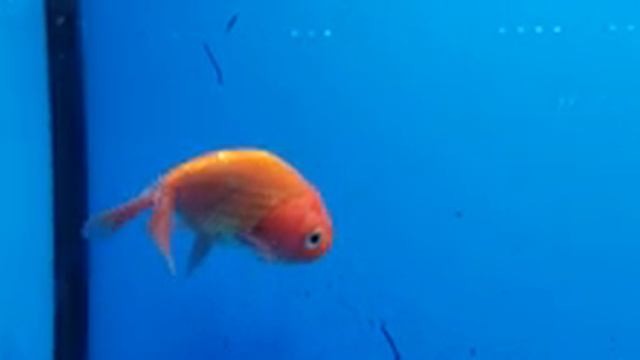 G1B TVR Top view ranchu смотреть онлайн