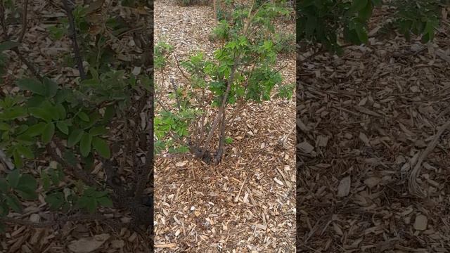 Therese Bugnet Canadian hybrid rugosa rose New Farm park November 2022