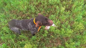 №95 Охота на куропаток и бекаса с легавой. Птицы в достатке. Сезон в разгаре.