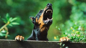 Звук собаки | dog barking sound