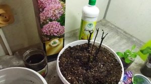 Спасаю крупнолистную гортензию Сальса, очень нужны советы опытных